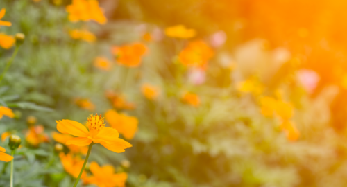 orange flowers