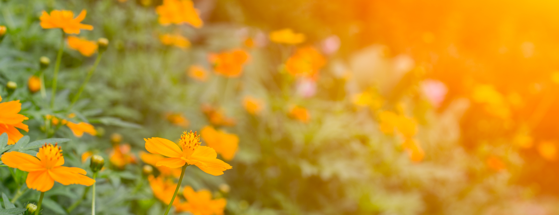 orange flowers