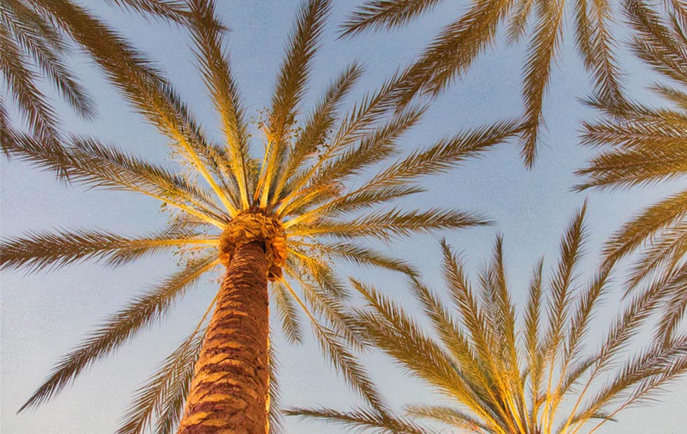 Image of palm trees at dusk