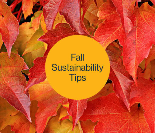 Fall into Action: Simple Tips for a More Sustainable Season 